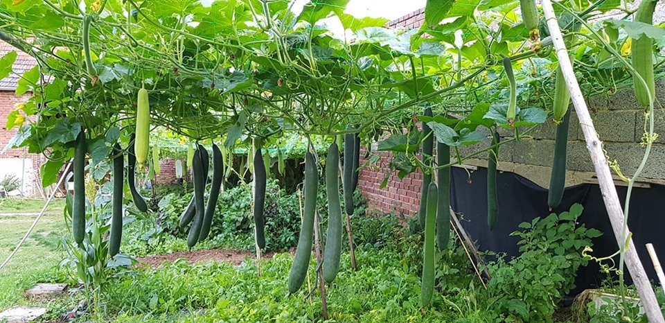 Khu vườn đủ loại rau xanh của nữ Việt kiều Đức khu vuon mua he day ap bau bi muop cung cac loai rau xanh cua nguoi phu nu thich trong trot tu thuo 15