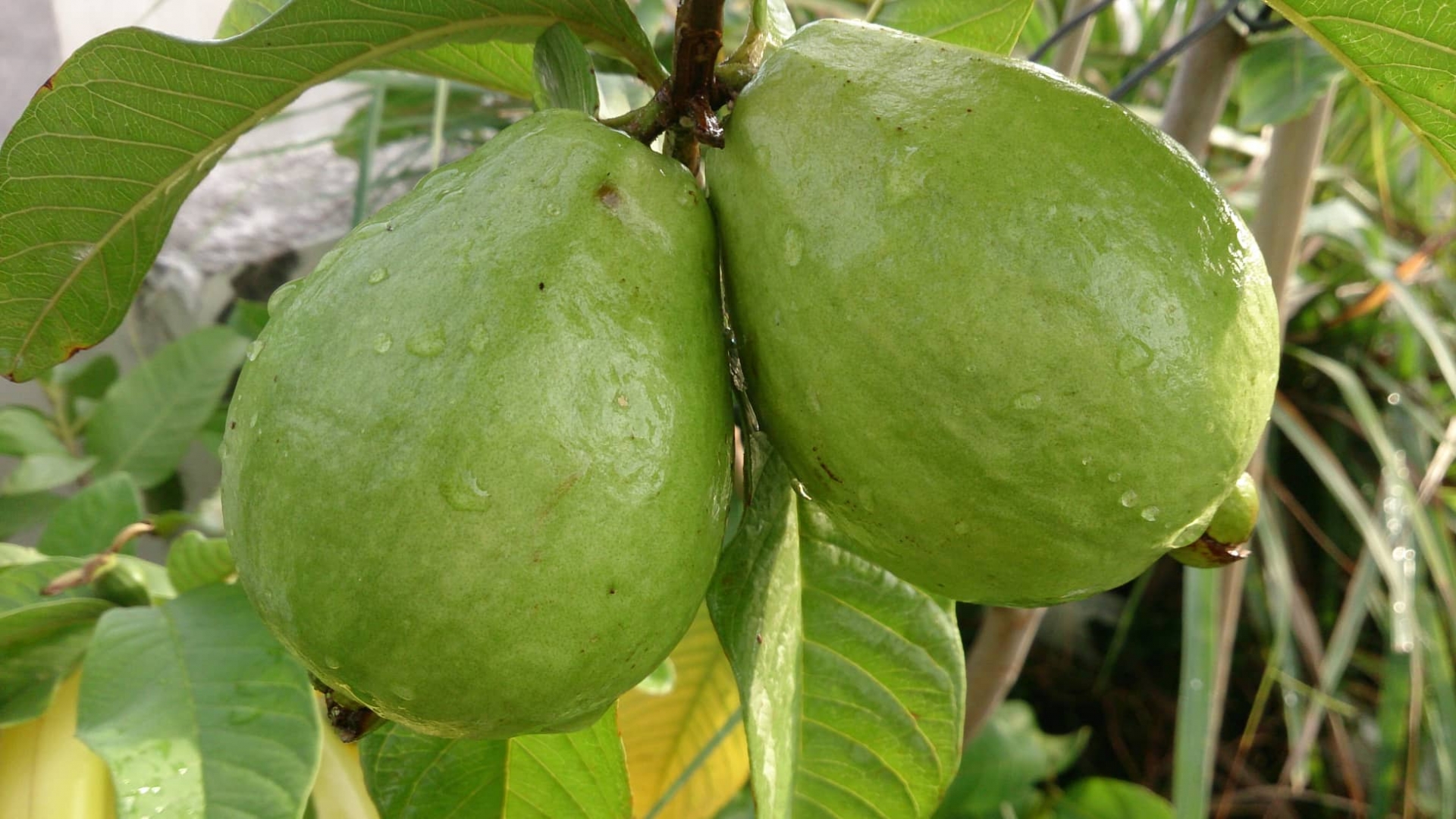 Vũng Tàu: Vườn rau và cây trái tốt tươi trên sân thượng của người phụ nữ đảm đang vung tau vuon rau va cay trai tot tuoi tren san thuong cua nguoi phu nu dam dang