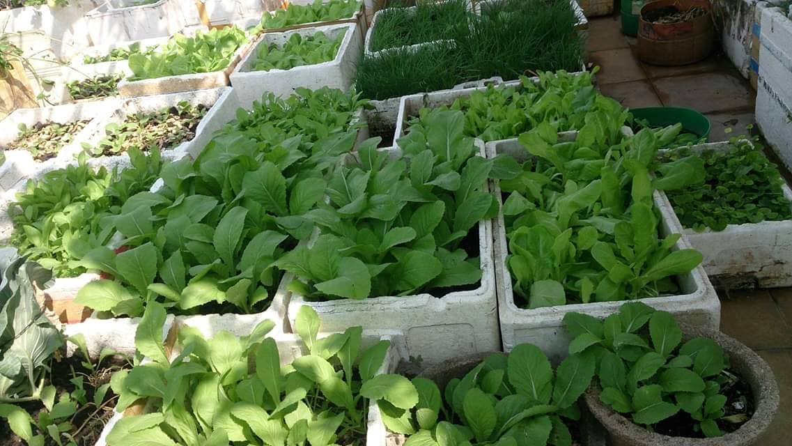 Vũng Tàu: Vườn rau và cây trái tốt tươi trên sân thượng của người phụ nữ đảm đang vung tau vuon rau va cay trai tot tuoi tren san thuong cua nguoi phu nu dam dang