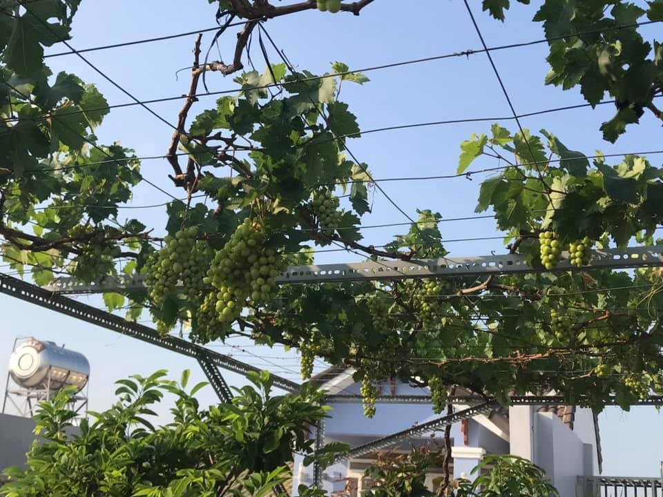du loai cay an qua xum xue trai tren san thuong cua nguoi phu nu dam o tp hcm