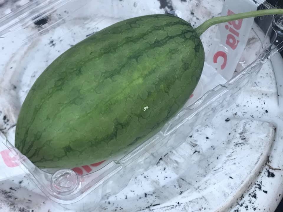 du loai cay an qua xum xue trai tren san thuong cua nguoi phu nu dam o tp hcm