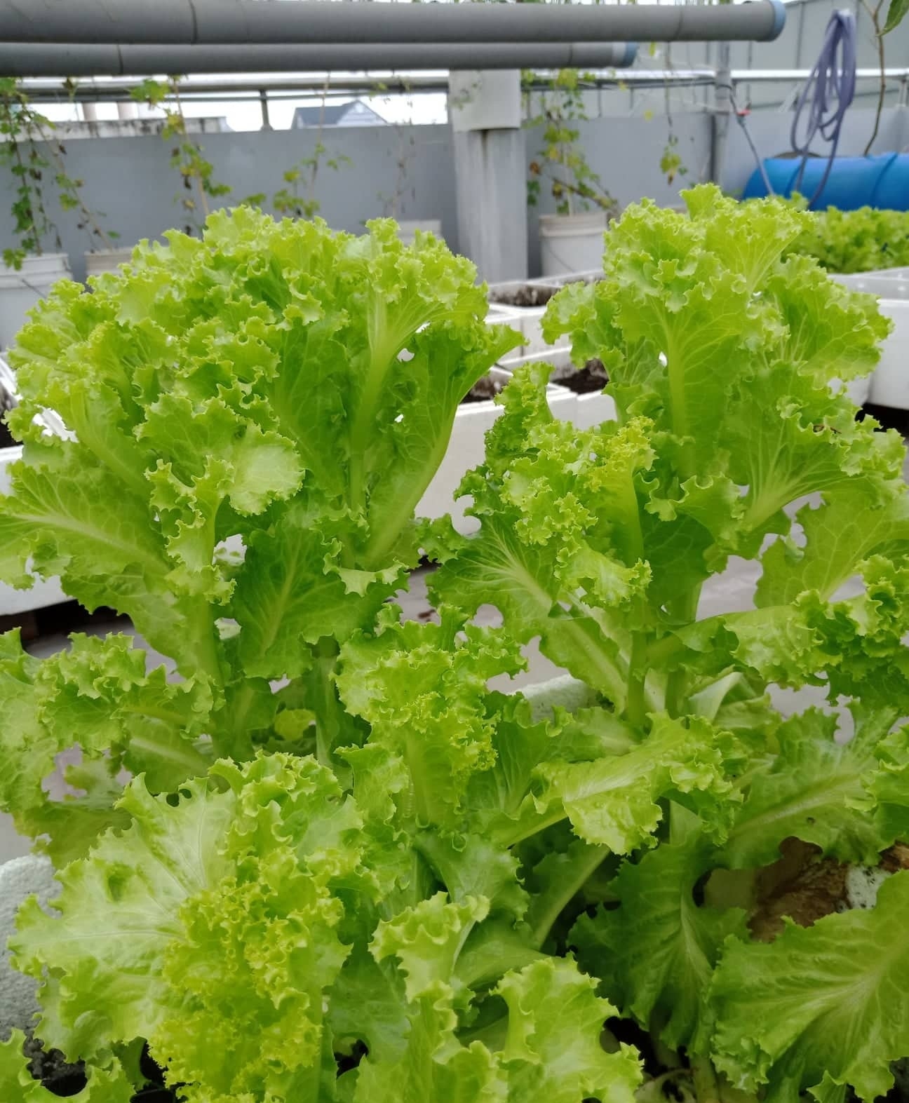 Sân thượng 80m2 phủ xanh rau quả sạch của cô gái 20 tuổi ở Bình Dương san thuong 80m2 phu xanh rau qua sach cua co gai 20 tuoi o binh duong