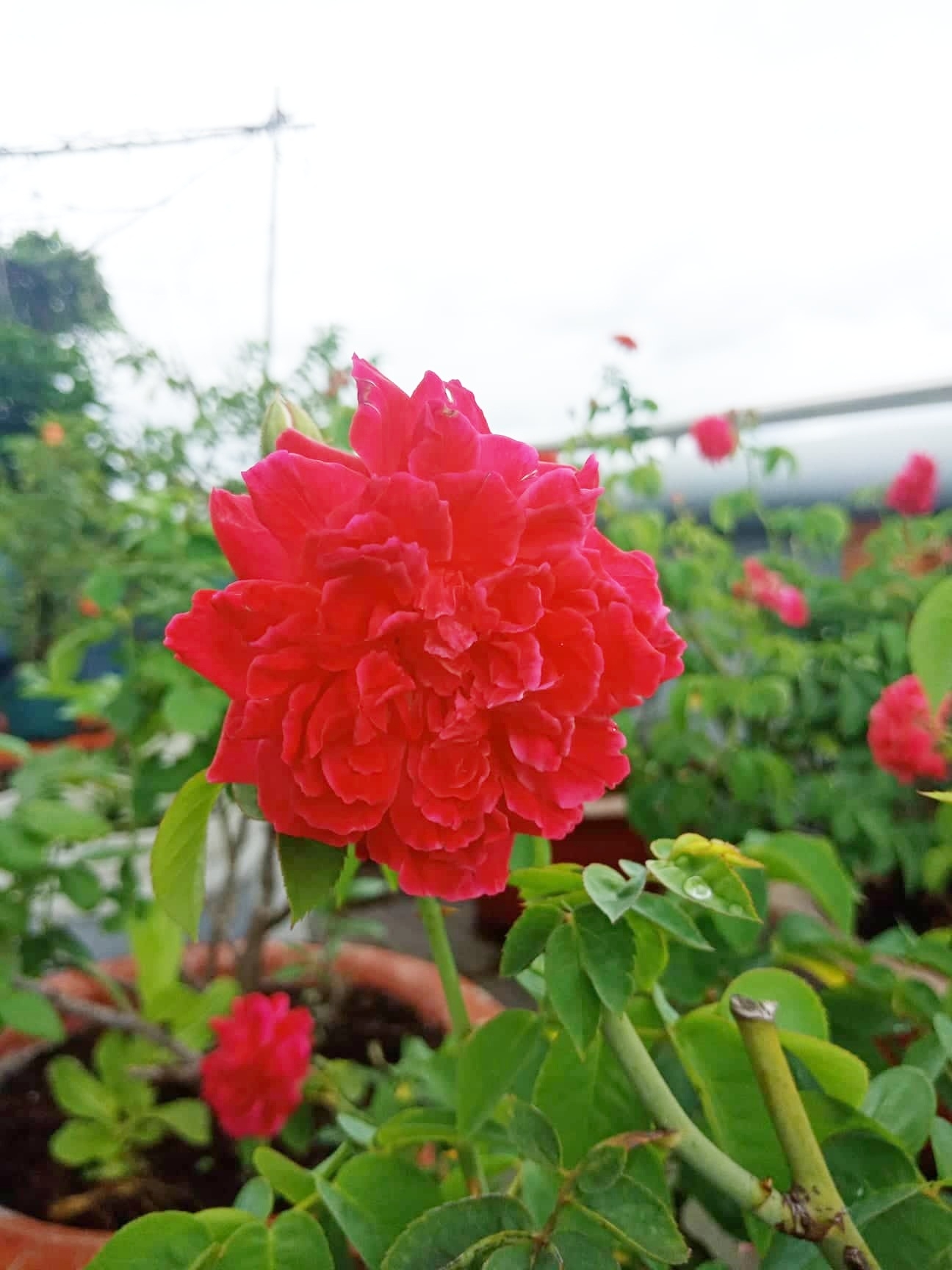 Sân thượng 80m2 phủ xanh rau quả sạch của cô gái 20 tuổi ở Bình Dương san thuong 80m2 phu xanh rau qua sach cua co gai 20 tuoi o binh duong