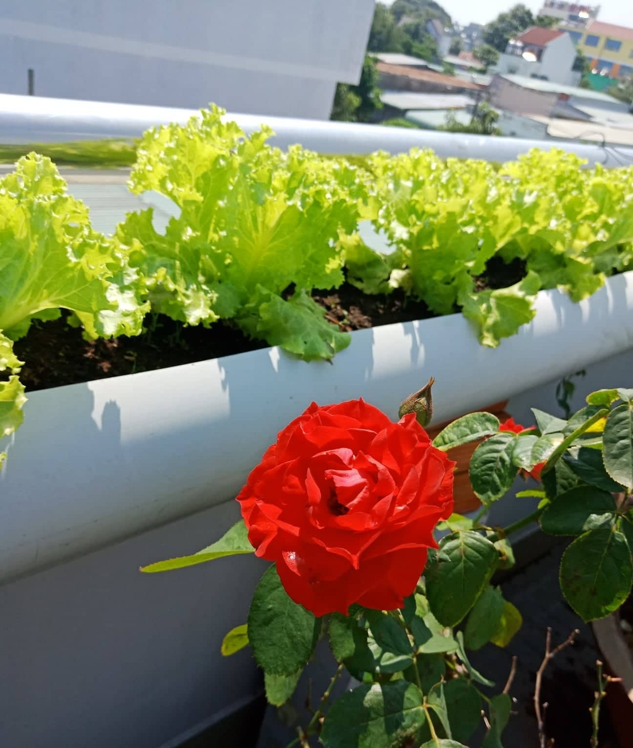 Sân thượng 80m2 phủ xanh rau quả sạch của cô gái 20 tuổi ở Bình Dương san thuong 80m2 phu xanh rau qua sach cua co gai 20 tuoi o binh duong