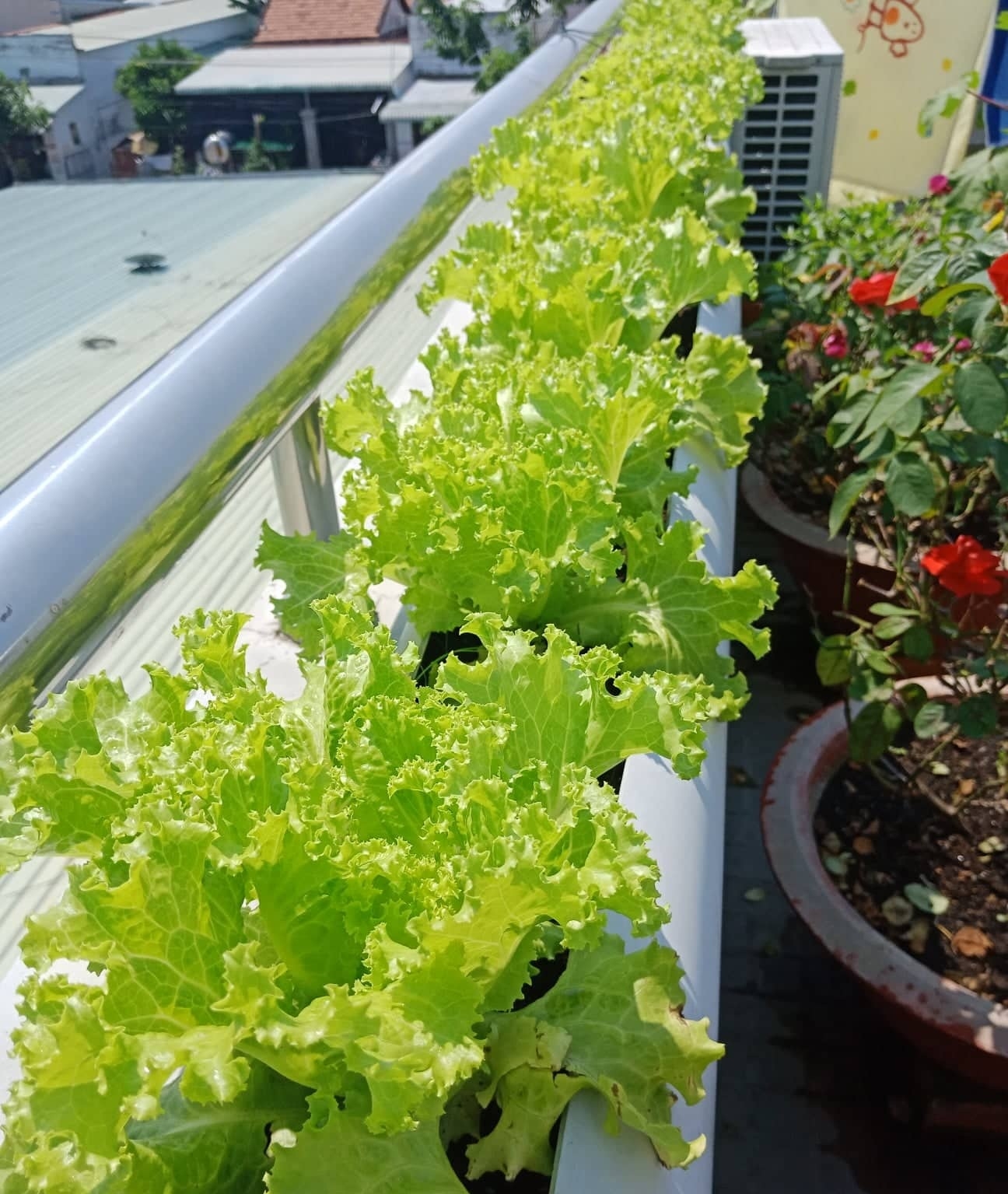 Sân thượng 80m2 phủ xanh rau quả sạch của cô gái 20 tuổi ở Bình Dương san thuong 80m2 phu xanh rau qua sach cua co gai 20 tuoi o binh duong