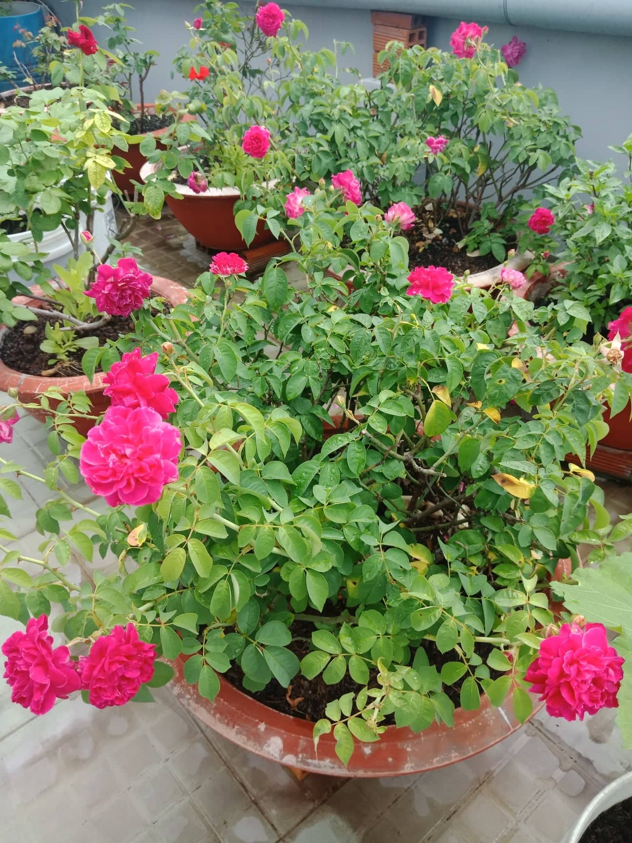 Sân thượng 80m2 phủ xanh rau quả sạch của cô gái 20 tuổi ở Bình Dương san thuong 80m2 phu xanh rau qua sach cua co gai 20 tuoi o binh duong