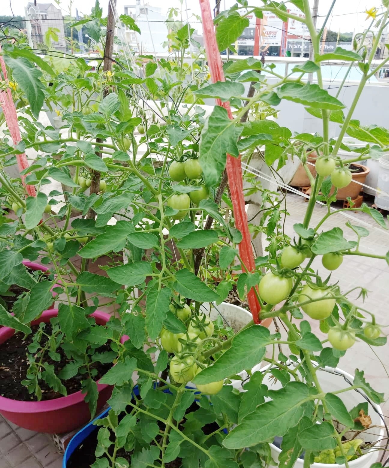 Sân thượng 80m2 phủ xanh rau quả sạch của cô gái 20 tuổi ở Bình Dương san thuong 80m2 phu xanh rau qua sach cua co gai 20 tuoi o binh duong
