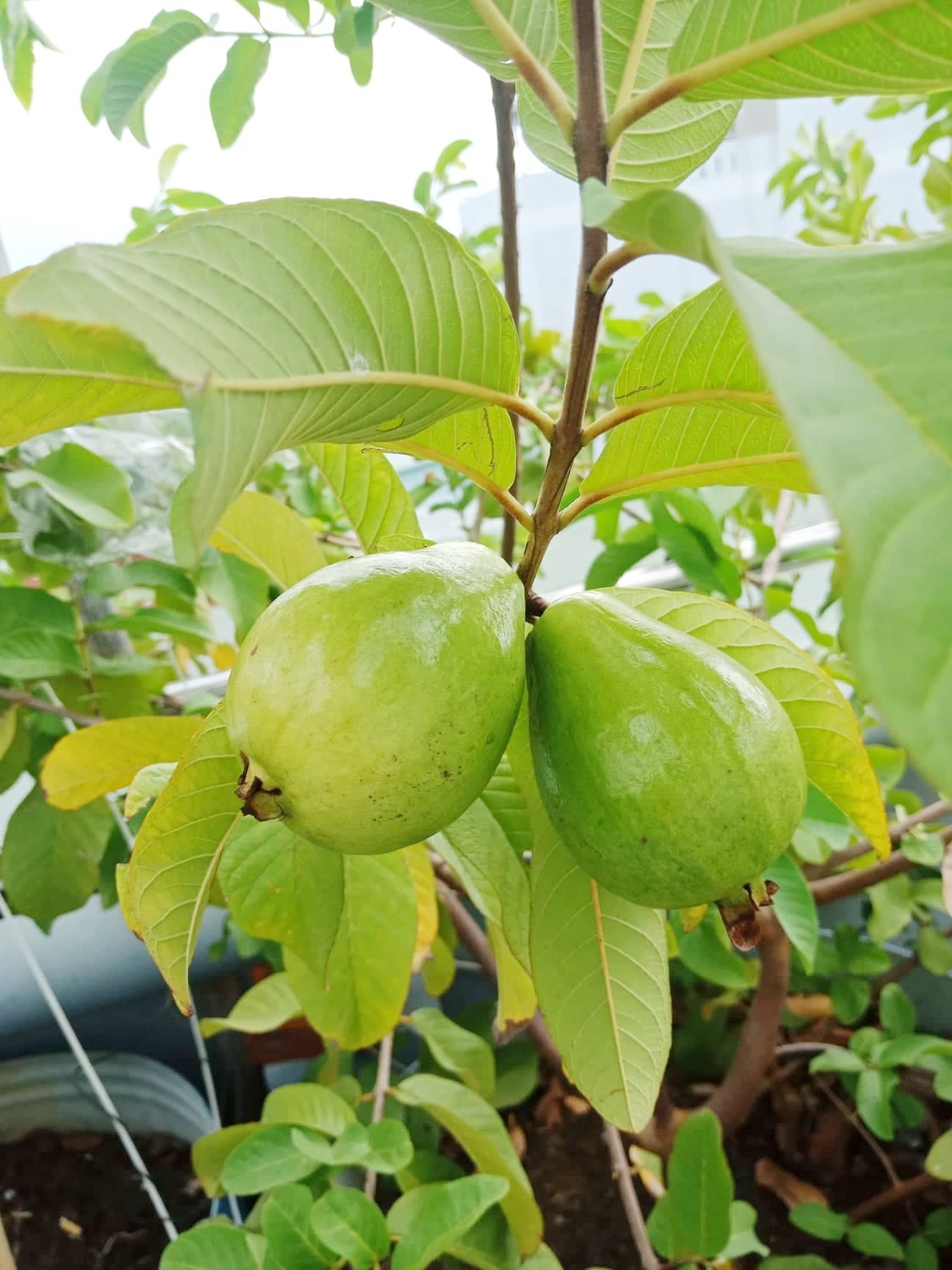 Sân thượng 80m2 phủ xanh rau quả sạch của cô gái 20 tuổi ở Bình Dương san thuong 80m2 phu xanh rau qua sach cua co gai 20 tuoi o binh duong