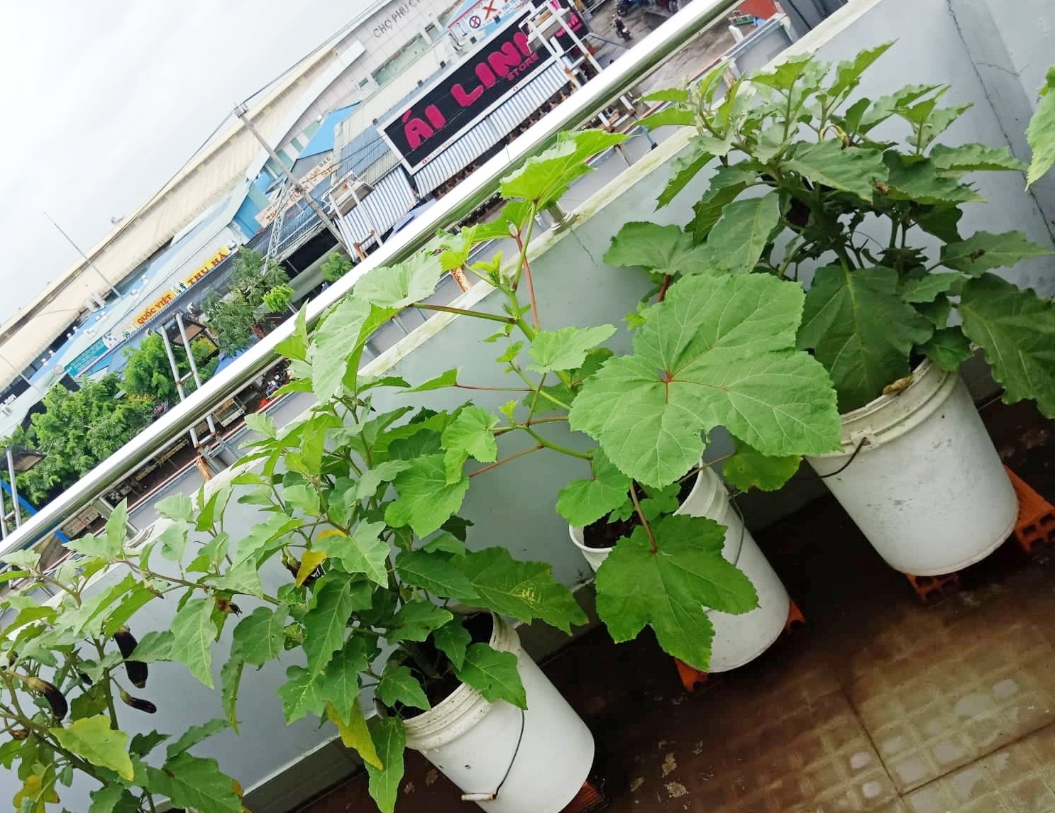 Sân thượng 80m2 phủ xanh rau quả sạch của cô gái 20 tuổi ở Bình Dương san thuong 80m2 phu xanh rau qua sach cua co gai 20 tuoi o binh duong