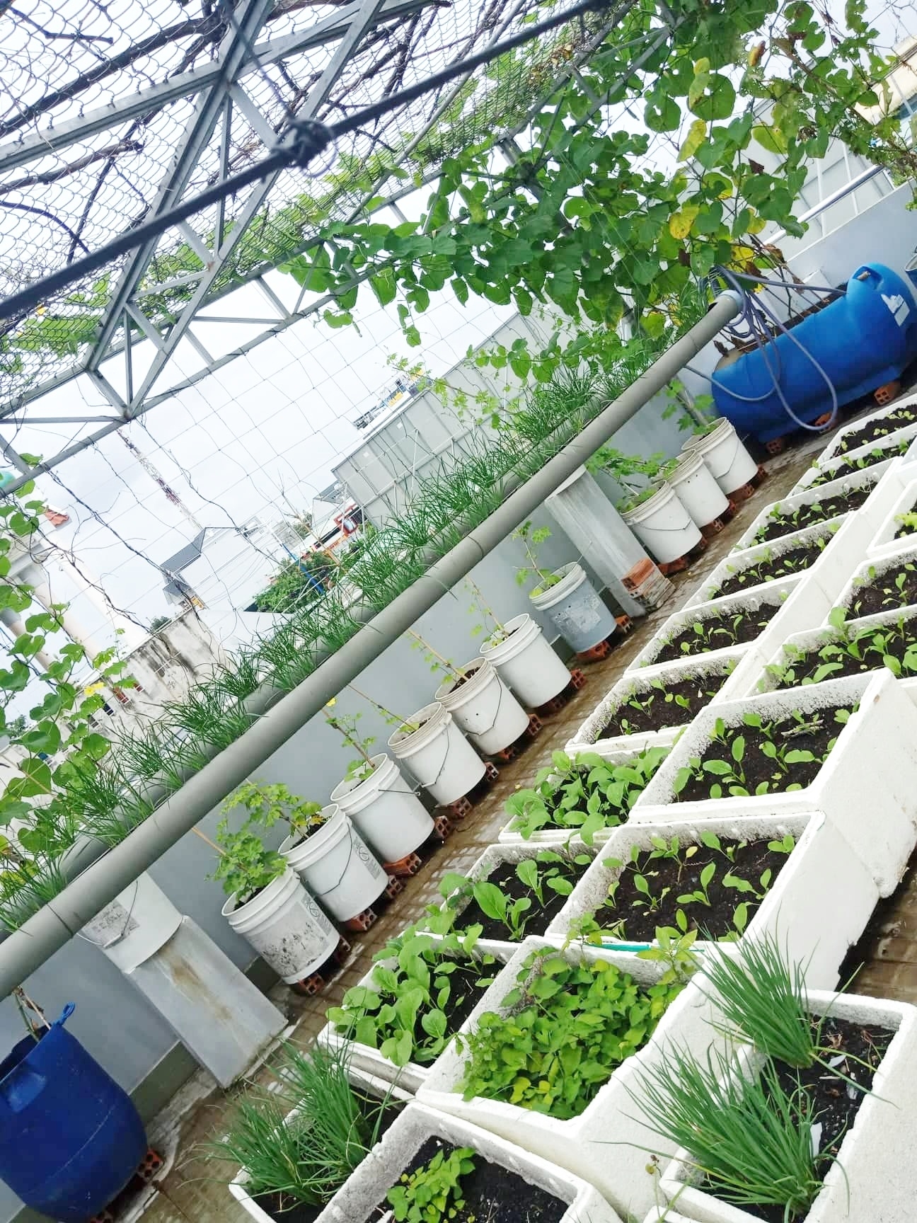 Sân thượng 80m2 phủ xanh rau quả sạch của cô gái 20 tuổi ở Bình Dương san thuong 80m2 phu xanh rau qua sach cua co gai 20 tuoi o binh duong