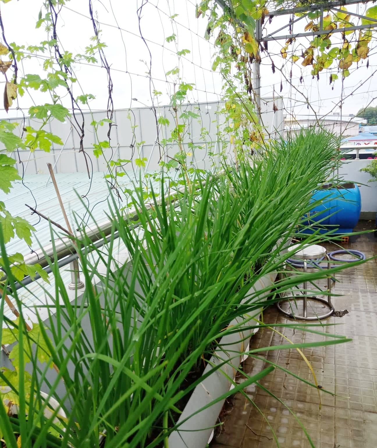 Sân thượng 80m2 phủ xanh rau quả sạch của cô gái 20 tuổi ở Bình Dương san thuong 80m2 phu xanh rau qua sach cua co gai 20 tuoi o binh duong