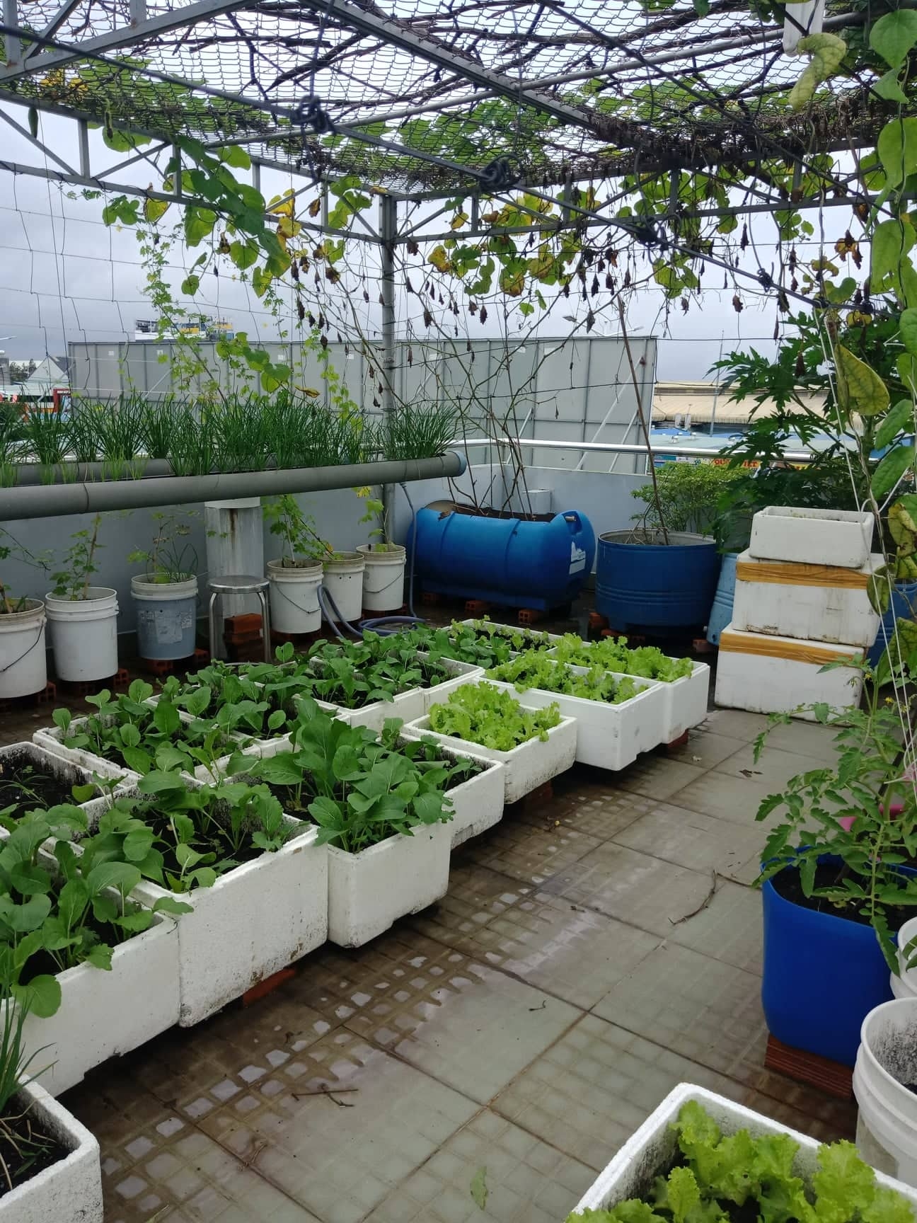 Sân thượng 80m2 phủ xanh rau quả sạch của cô gái 20 tuổi ở Bình Dương san thuong 80m2 phu xanh rau qua sach cua co gai 20 tuoi o binh duong