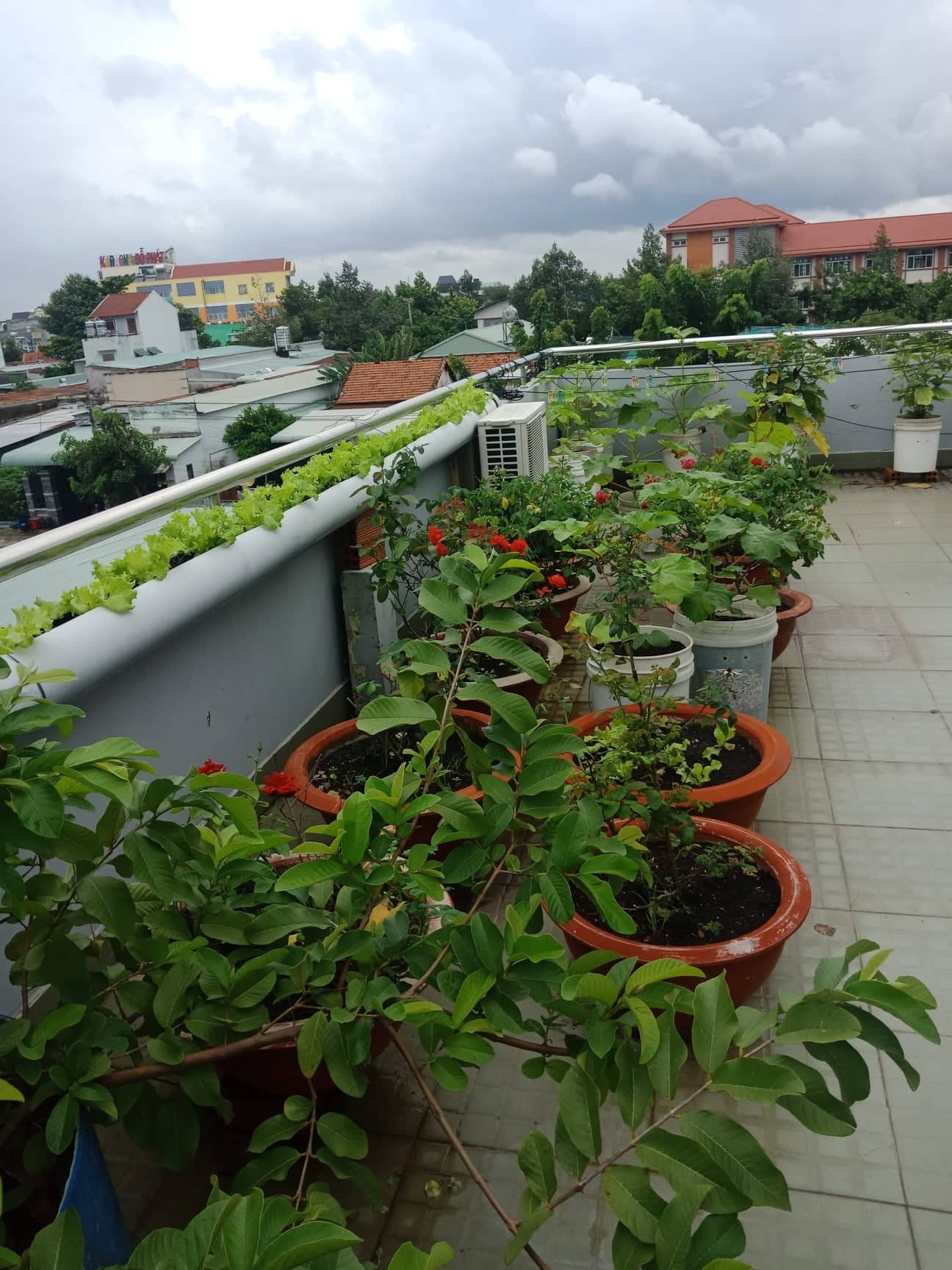 Sân thượng 80m2 phủ xanh rau quả sạch của cô gái 20 tuổi ở Bình Dương san thuong 80m2 phu xanh rau qua sach cua co gai 20 tuoi o binh duong