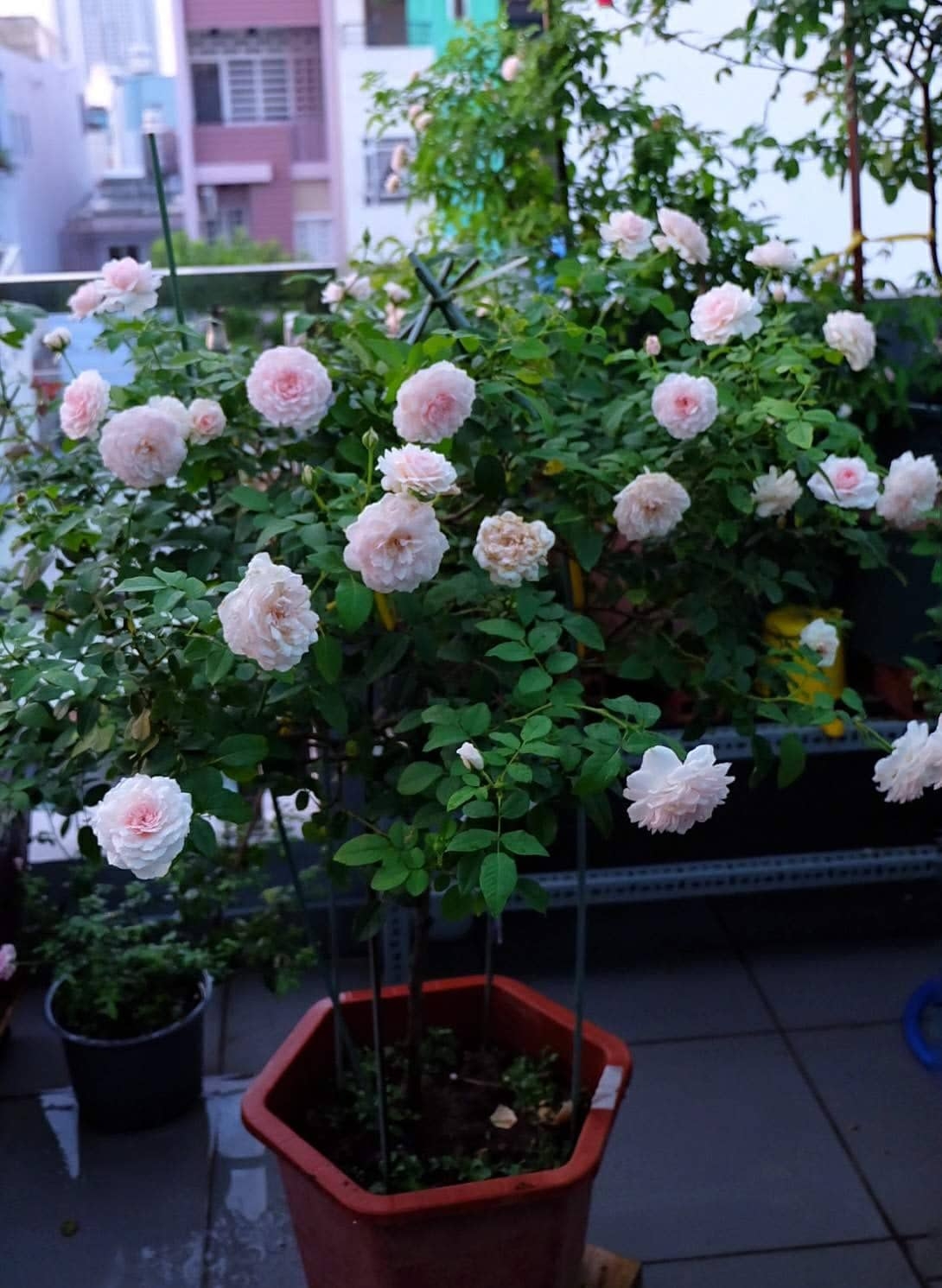 Yêu hoa hồng, nữ kế toán trồng cả vườn hồng rực rỡ trên sân thượng nguoi phu nu o tp hcm tan huong cuoc song bang cach trong ca vuon hong ruc ro tren cao dep nhu trong mo