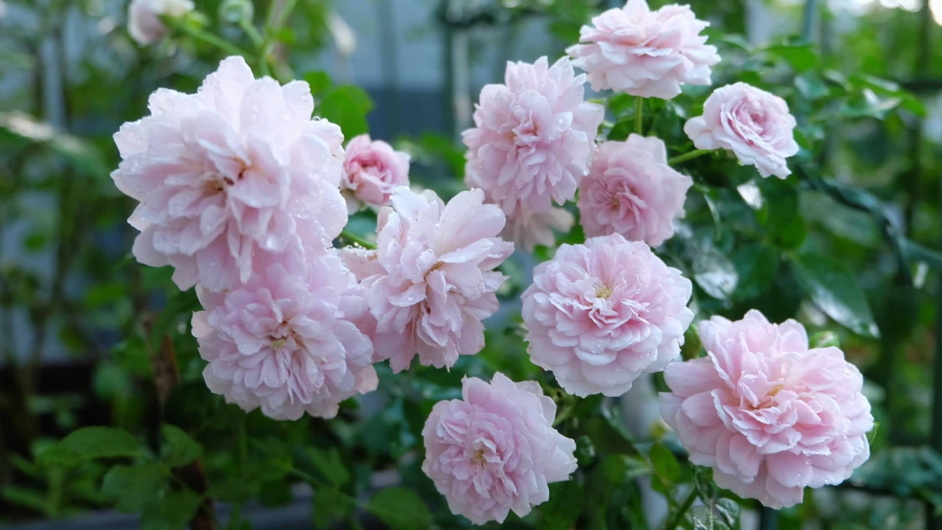 Yêu hoa hồng, nữ kế toán trồng cả vườn hồng rực rỡ trên sân thượng nguoi phu nu o tp hcm tan huong cuoc song bang cach trong ca vuon hong ruc ro tren cao dep nhu trong mo