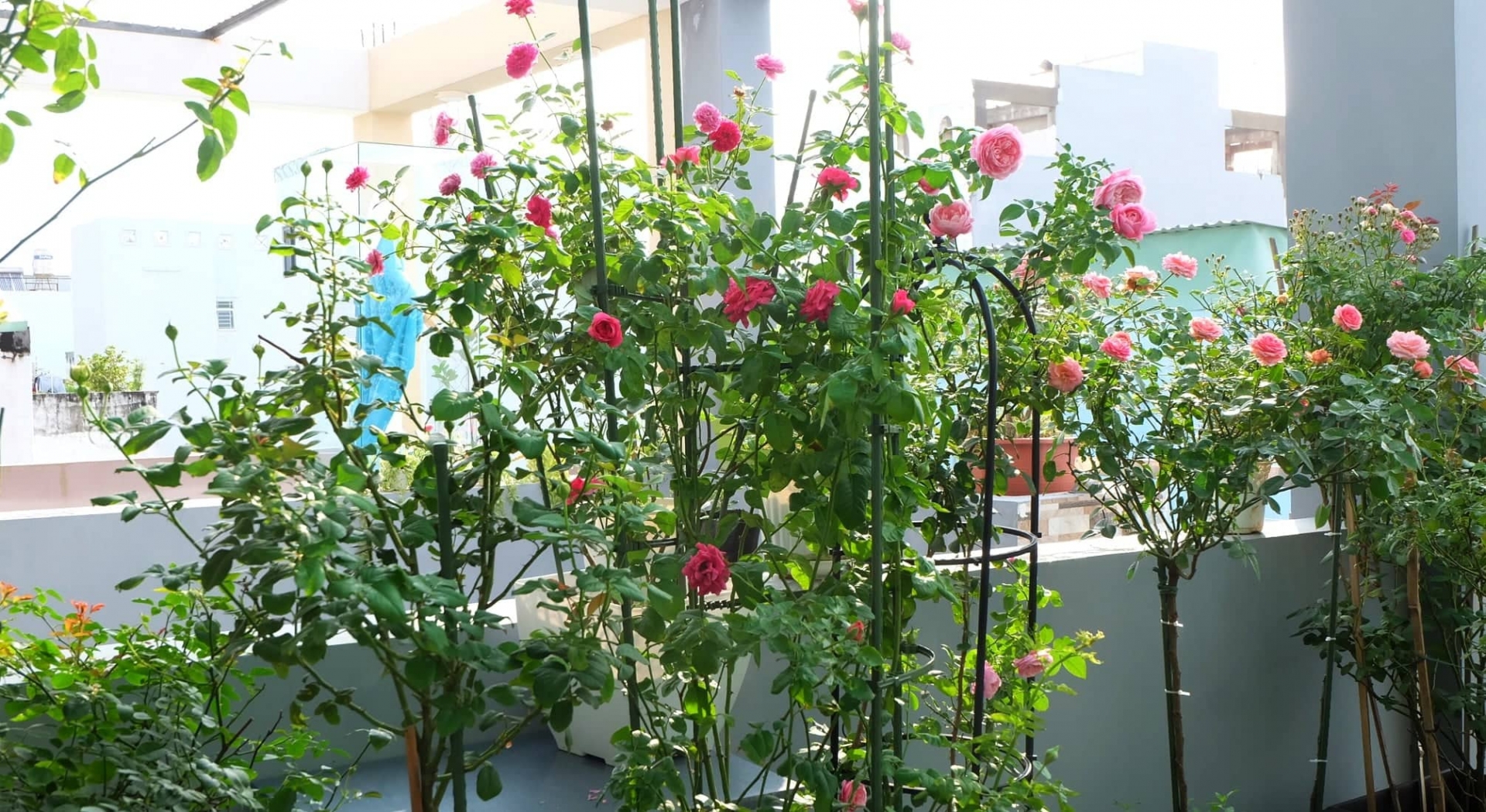Yêu hoa hồng, nữ kế toán trồng cả vườn hồng rực rỡ trên sân thượng nguoi phu nu o tp hcm tan huong cuoc song bang cach trong ca vuon hong ruc ro tren cao dep nhu trong mo