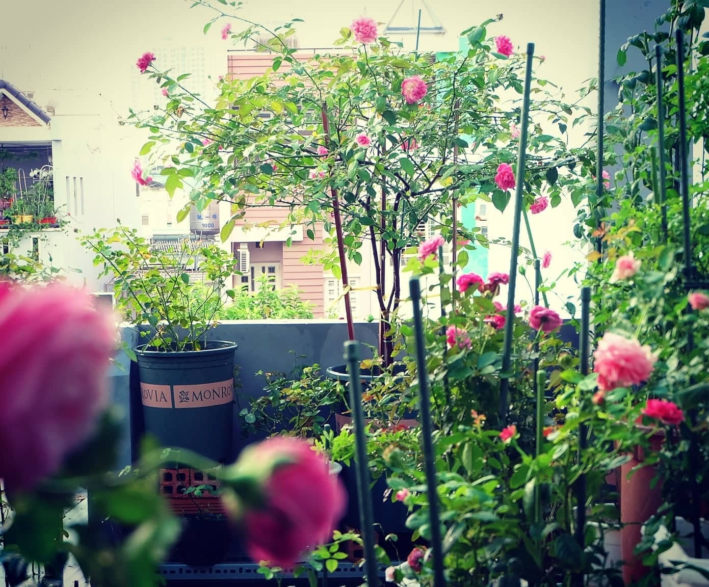 Yêu hoa hồng, nữ kế toán trồng cả vườn hồng rực rỡ trên sân thượng nguoi phu nu o tp hcm tan huong cuoc song bang cach trong ca vuon hong ruc ro tren cao dep nhu trong mo