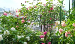 Yêu hoa hồng, nữ kế toán trồng cả vườn hồng rực rỡ trên sân thượng