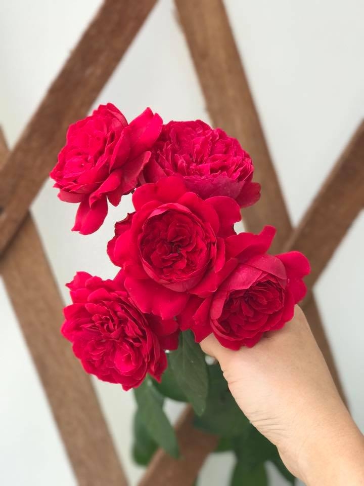 Ngôi nhà hạnh phúc thơm hương hoa hồng của cặp vợ chồng trẻ ở Thủ Đức, TP. HCM ngoi nha hanh phuc thom huong hoa hong cua cap vo chong tre o thu duc tp hcm