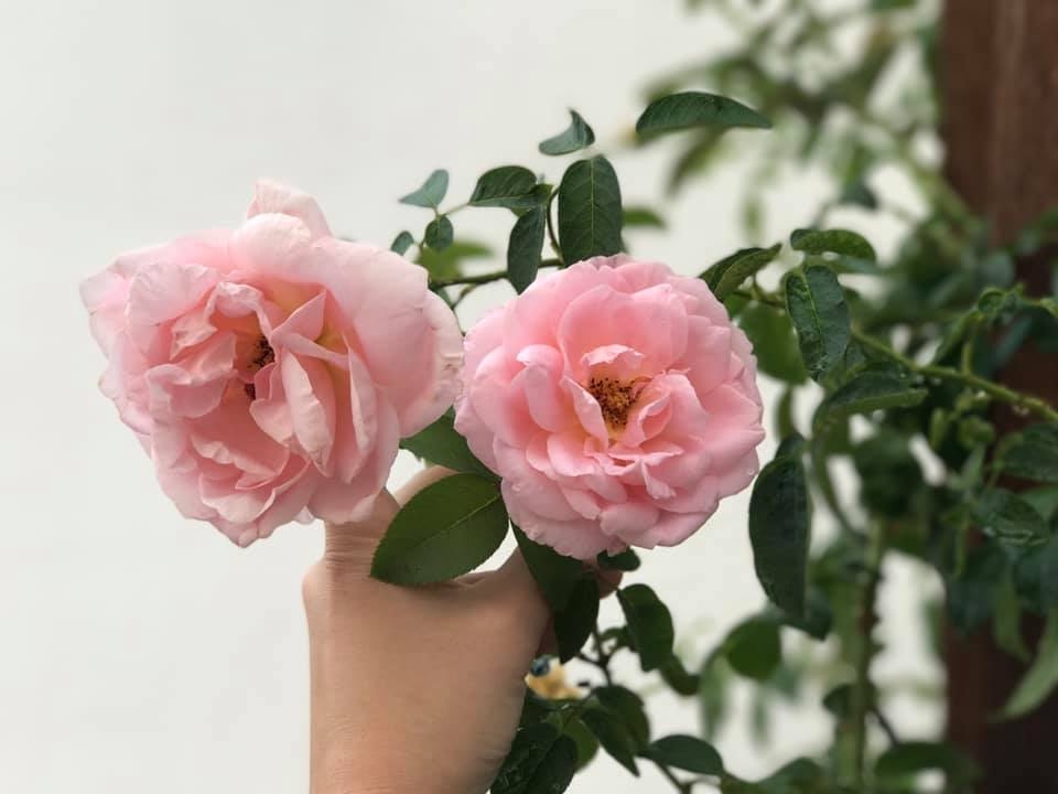 Ngôi nhà hạnh phúc thơm hương hoa hồng của cặp vợ chồng trẻ ở Thủ Đức, TP. HCM ngoi nha hanh phuc thom huong hoa hong cua cap vo chong tre o thu duc tp hcm