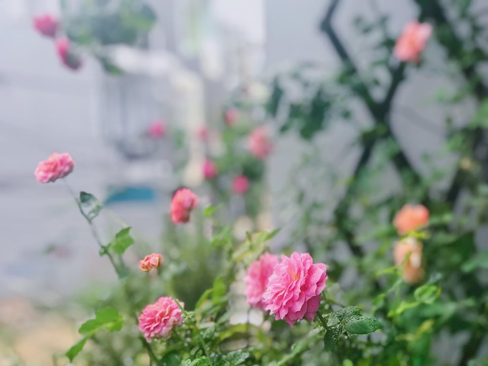 Ngôi nhà hạnh phúc thơm hương hoa hồng của cặp vợ chồng trẻ ở Thủ Đức, TP. HCM ngoi nha hanh phuc thom huong hoa hong cua cap vo chong tre o thu duc tp hcm