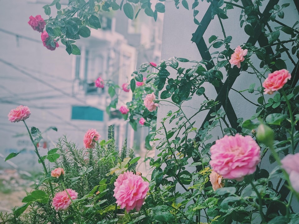 Ngôi nhà hạnh phúc thơm hương hoa hồng của cặp vợ chồng trẻ ở Thủ Đức, TP. HCM ngoi nha hanh phuc thom huong hoa hong cua cap vo chong tre o thu duc tp hcm