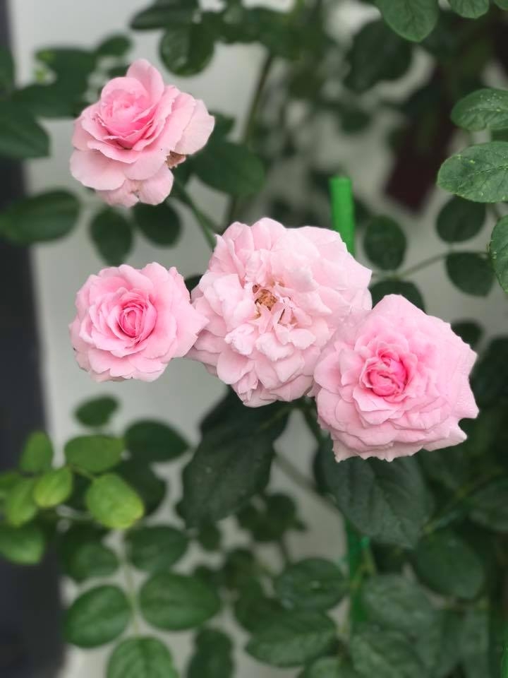 Ngôi nhà hạnh phúc thơm hương hoa hồng của cặp vợ chồng trẻ ở Thủ Đức, TP. HCM ngoi nha hanh phuc thom huong hoa hong cua cap vo chong tre o thu duc tp hcm
