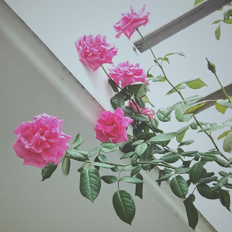 Ngôi nhà hạnh phúc thơm hương hoa hồng của cặp vợ chồng trẻ ở Thủ Đức, TP. HCM ngoi nha hanh phuc thom huong hoa hong cua cap vo chong tre o thu duc tp hcm