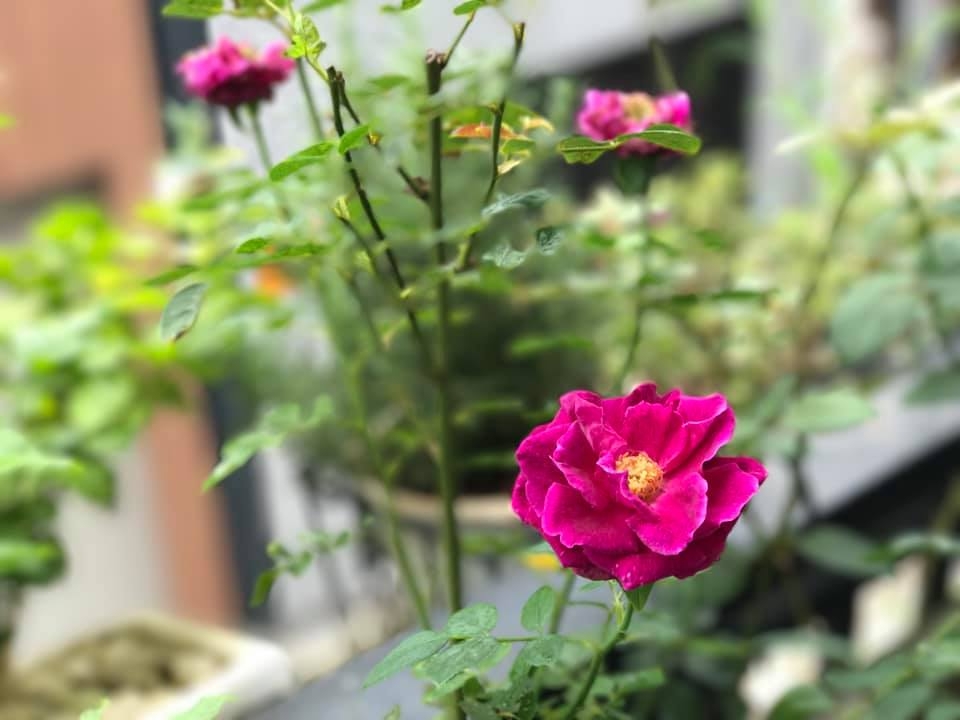 Ngôi nhà hạnh phúc thơm hương hoa hồng của cặp vợ chồng trẻ ở Thủ Đức, TP. HCM ngoi nha hanh phuc thom huong hoa hong cua cap vo chong tre o thu duc tp hcm