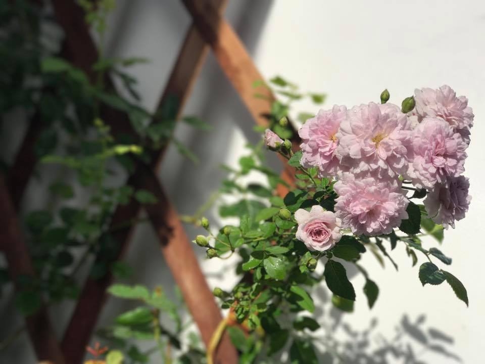 Ngôi nhà hạnh phúc thơm hương hoa hồng của cặp vợ chồng trẻ ở Thủ Đức, TP. HCM ngoi nha hanh phuc thom huong hoa hong cua cap vo chong tre o thu duc tp hcm