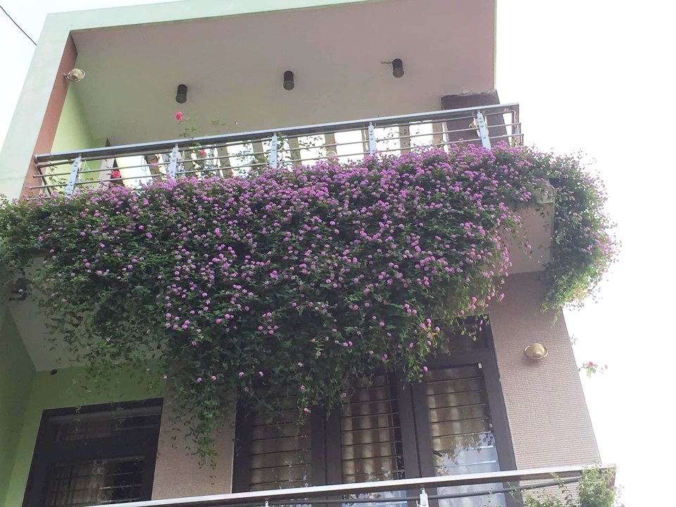 Mặt tiền ngôi nhà Điện Biên đẹp như tranh vẽ nhờ phủ kín hoa màu tím rực rỡ mat tien ngoi nha dien bien dep nhu tranh ve nho phu kin hoa mau tim ruc ro