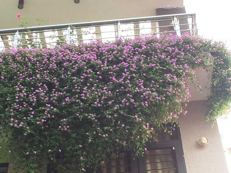 Mặt tiền ngôi nhà Điện Biên đẹp như tranh vẽ nhờ phủ kín hoa màu tím rực rỡ mat tien ngoi nha dien bien dep nhu tranh ve nho phu kin hoa mau tim ruc ro