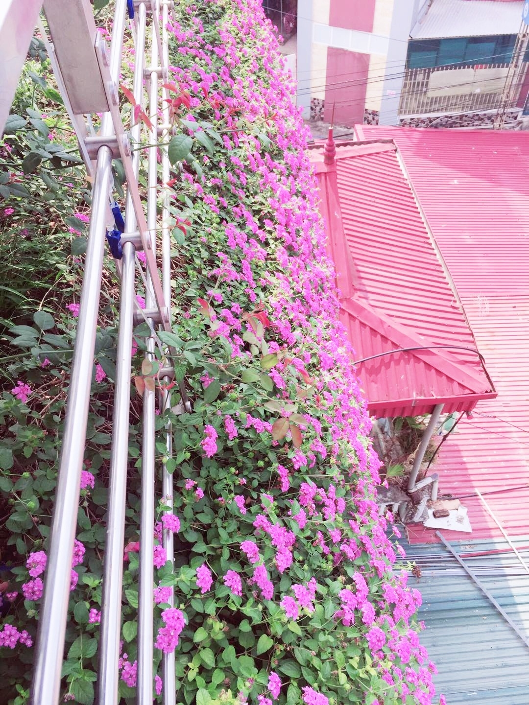 Mặt tiền ngôi nhà Điện Biên đẹp như tranh vẽ nhờ phủ kín hoa màu tím rực rỡ mat tien ngoi nha dien bien dep nhu tranh ve nho phu kin hoa mau tim ruc ro