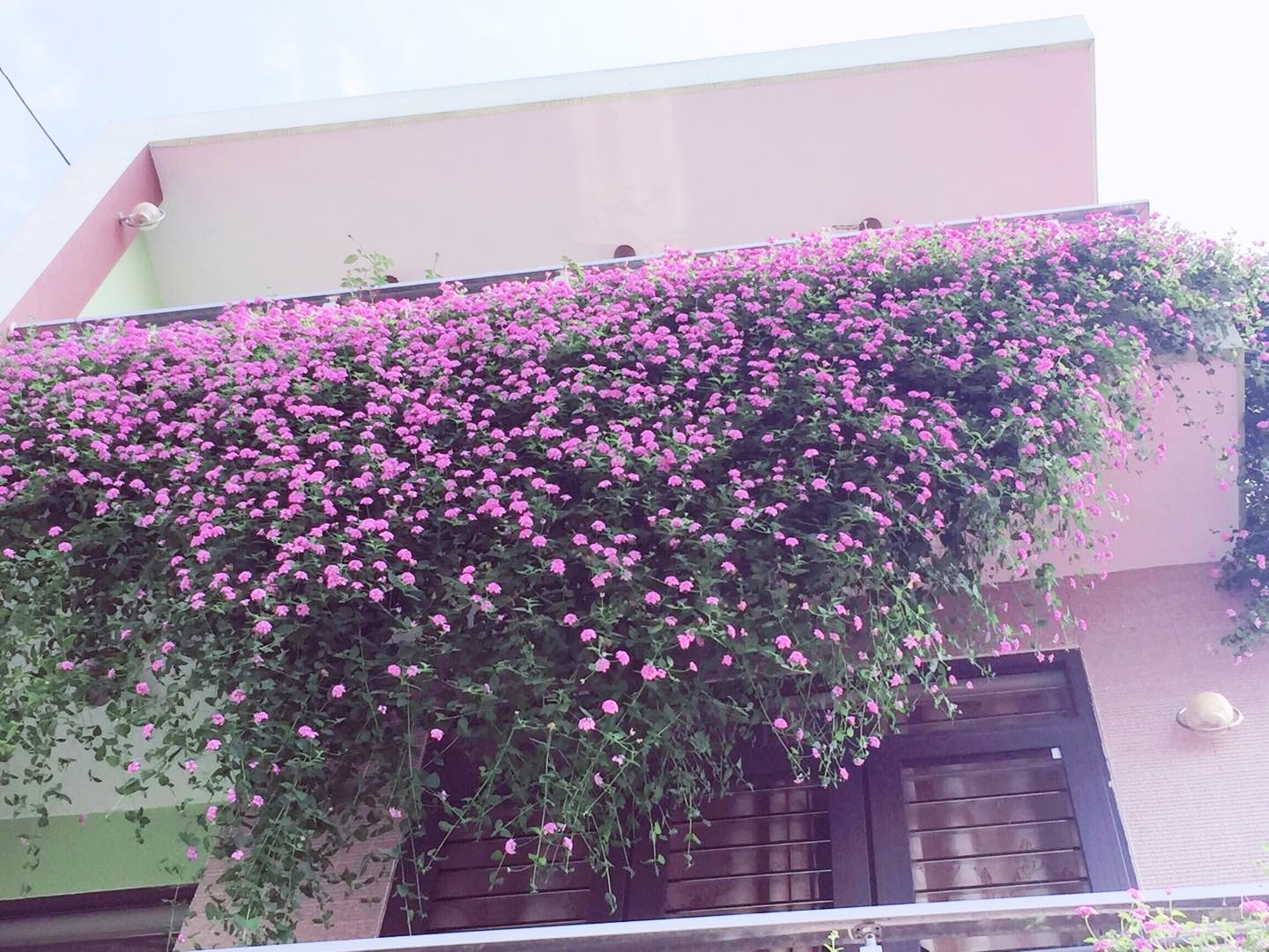 Mặt tiền ngôi nhà Điện Biên đẹp như tranh vẽ nhờ phủ kín hoa màu tím rực rỡ mat tien ngoi nha dien bien dep nhu tranh ve nho phu kin hoa mau tim ruc ro
