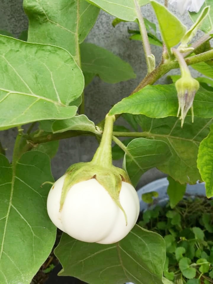 “Nông dân thành thị” trồng đủ các loại rau quả năng suất trên sân thượng ở Hải Dương me ba con trong thanh cong du cac loai rau qua nang suat tren san thuong o hai duong