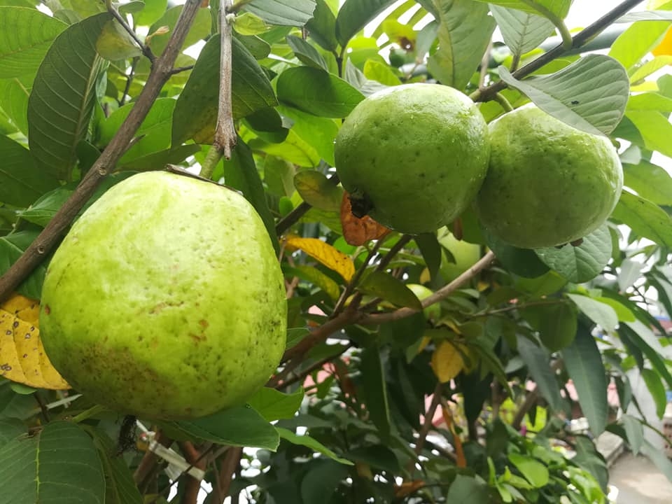 “Nông dân thành thị” trồng đủ các loại rau quả năng suất trên sân thượng ở Hải Dương me ba con trong thanh cong du cac loai rau qua nang suat tren san thuong o hai duong