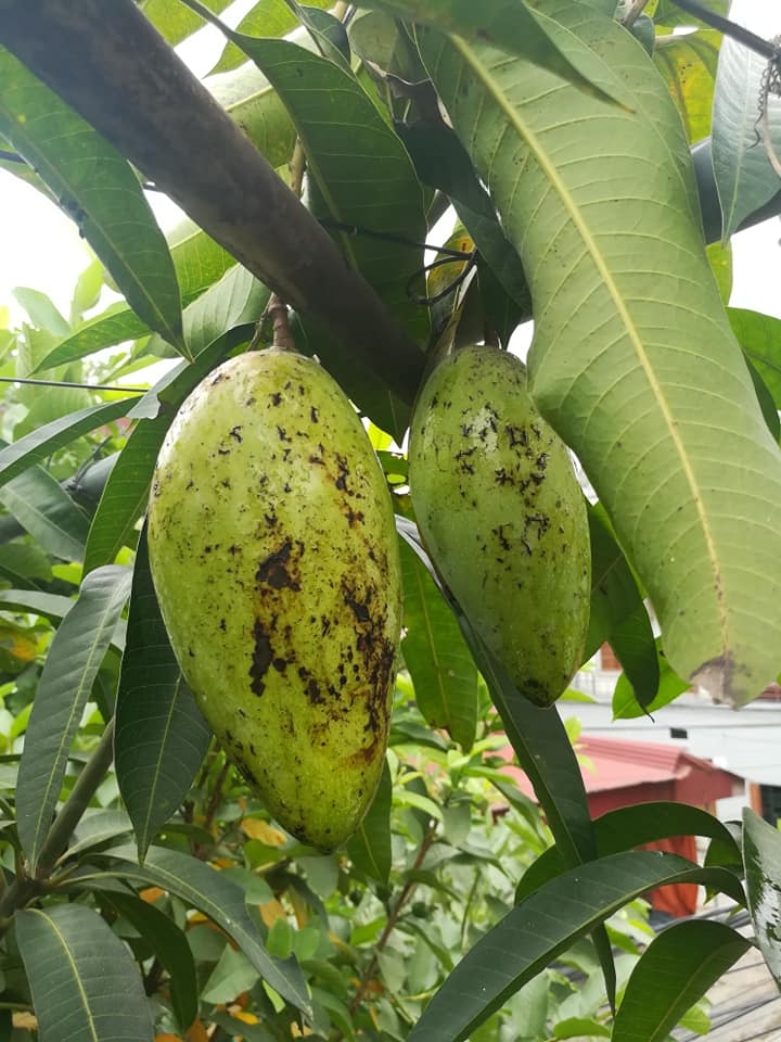 “Nông dân thành thị” trồng đủ các loại rau quả năng suất trên sân thượng ở Hải Dương me ba con trong thanh cong du cac loai rau qua nang suat tren san thuong o hai duong