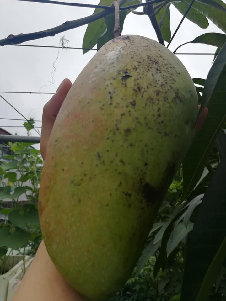 “Nông dân thành thị” trồng đủ các loại rau quả năng suất trên sân thượng ở Hải Dương me ba con trong thanh cong du cac loai rau qua nang suat tren san thuong o hai duong