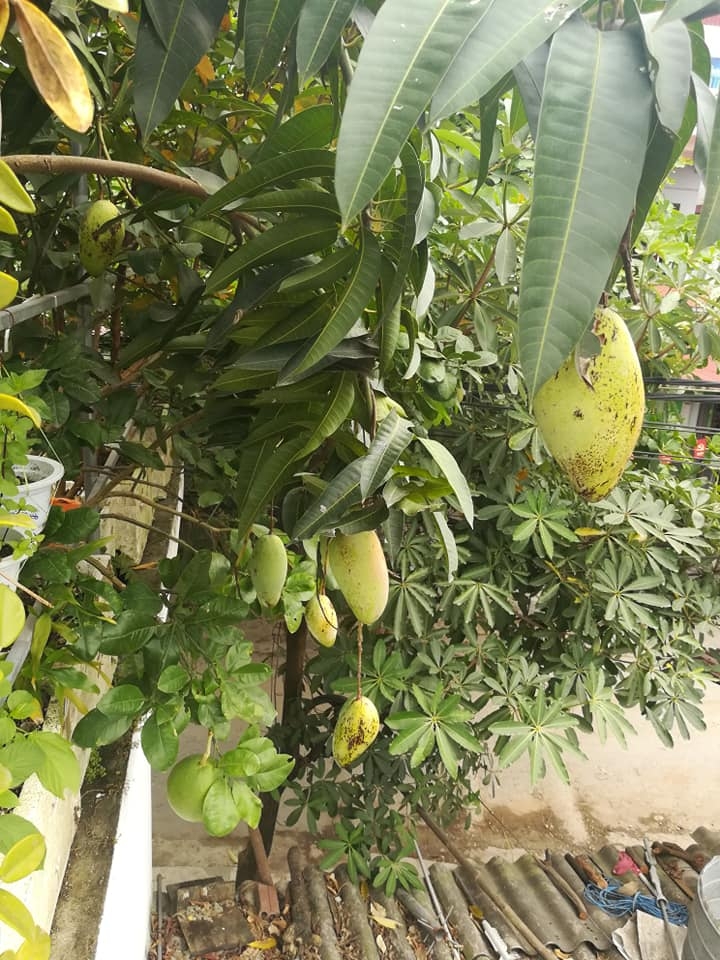 “Nông dân thành thị” trồng đủ các loại rau quả năng suất trên sân thượng ở Hải Dương me ba con trong thanh cong du cac loai rau qua nang suat tren san thuong o hai duong
