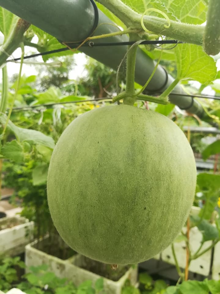 “Nông dân thành thị” trồng đủ các loại rau quả năng suất trên sân thượng ở Hải Dương me ba con trong thanh cong du cac loai rau qua nang suat tren san thuong o hai duong