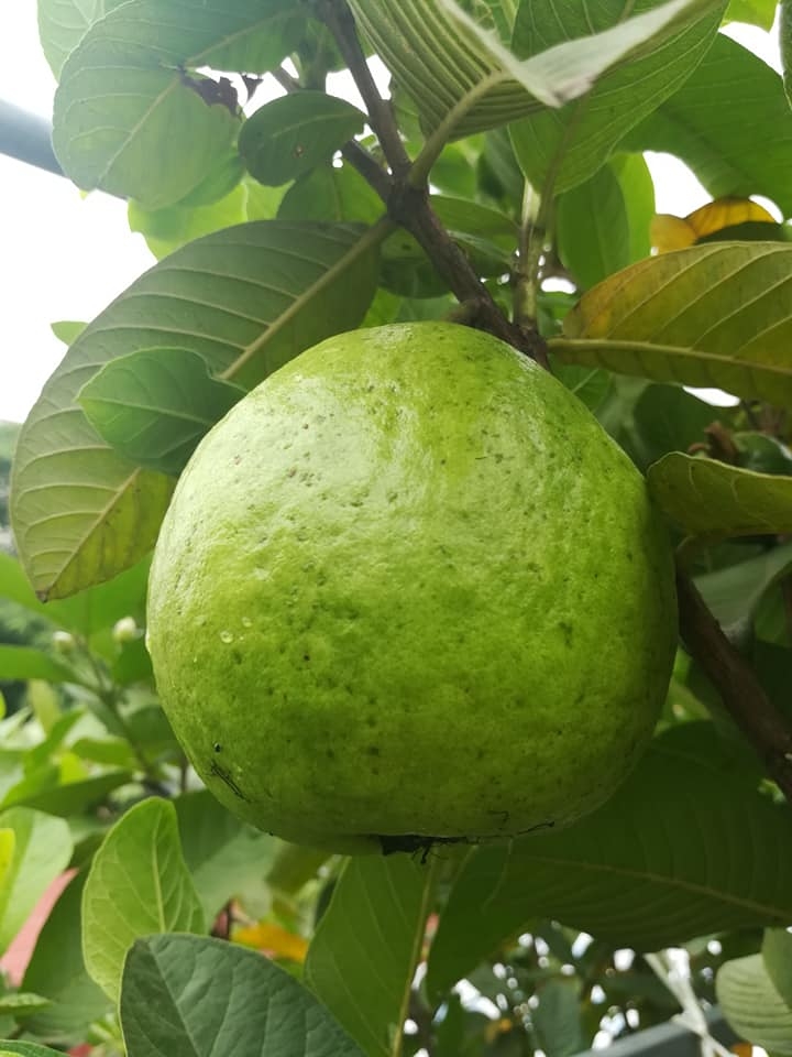 “Nông dân thành thị” trồng đủ các loại rau quả năng suất trên sân thượng ở Hải Dương me ba con trong thanh cong du cac loai rau qua nang suat tren san thuong o hai duong