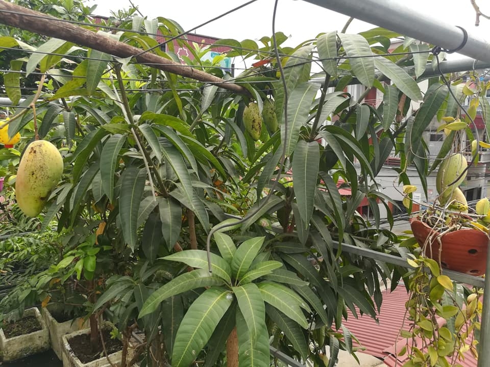 “Nông dân thành thị” trồng đủ các loại rau quả năng suất trên sân thượng ở Hải Dương me ba con trong thanh cong du cac loai rau qua nang suat tren san thuong o hai duong
