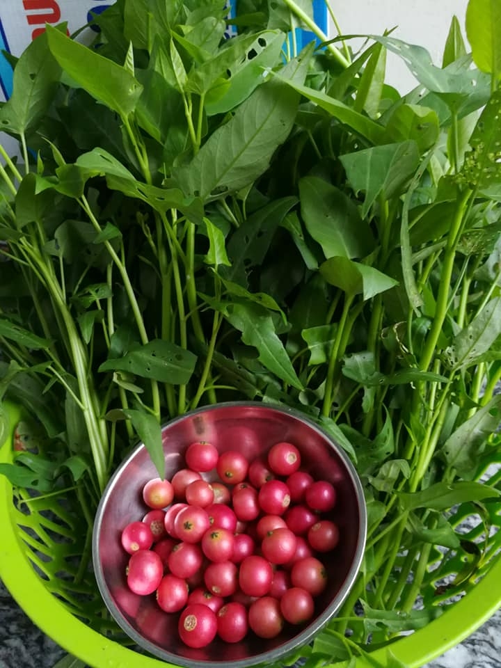 “Nông dân thành thị” trồng đủ các loại rau quả năng suất trên sân thượng ở Hải Dương me ba con trong thanh cong du cac loai rau qua nang suat tren san thuong o hai duong