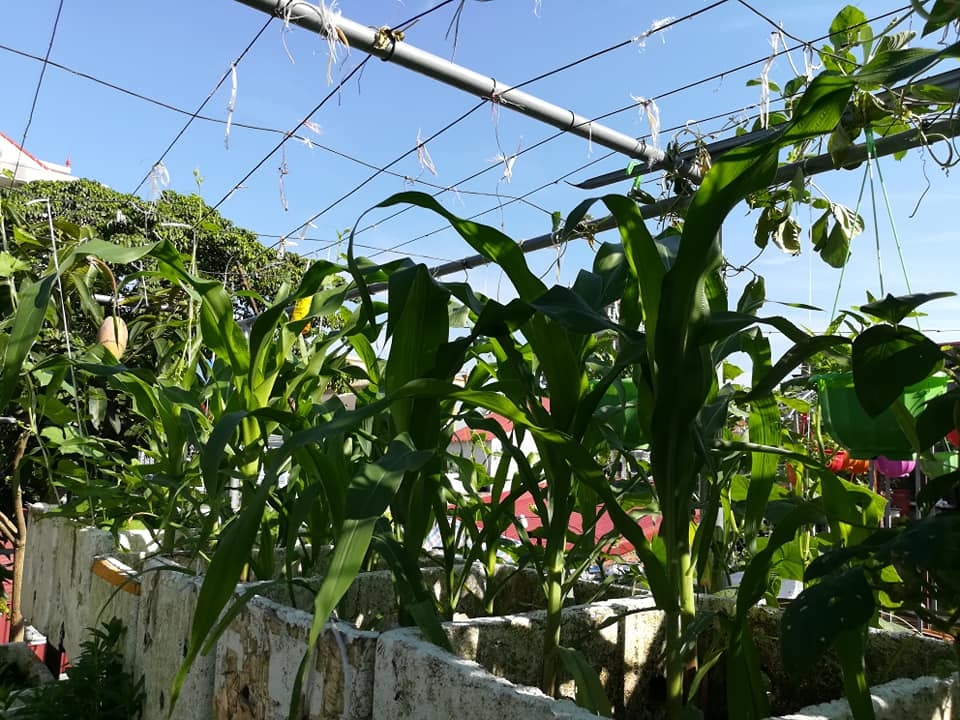 “Nông dân thành thị” trồng đủ các loại rau quả năng suất trên sân thượng ở Hải Dương me ba con trong thanh cong du cac loai rau qua nang suat tren san thuong o hai duong