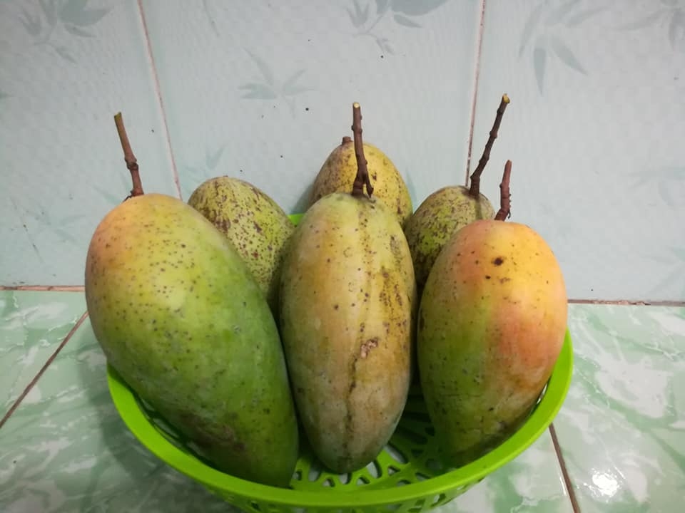 “Nông dân thành thị” trồng đủ các loại rau quả năng suất trên sân thượng ở Hải Dương me ba con trong thanh cong du cac loai rau qua nang suat tren san thuong o hai duong