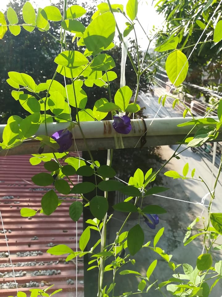 “Nông dân thành thị” trồng đủ các loại rau quả năng suất trên sân thượng ở Hải Dương me ba con trong thanh cong du cac loai rau qua nang suat tren san thuong o hai duong