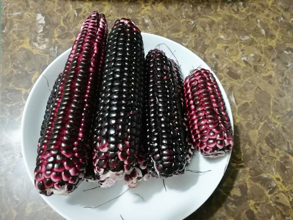 “Nông dân thành thị” trồng đủ các loại rau quả năng suất trên sân thượng ở Hải Dương me ba con trong thanh cong du cac loai rau qua nang suat tren san thuong o hai duong
