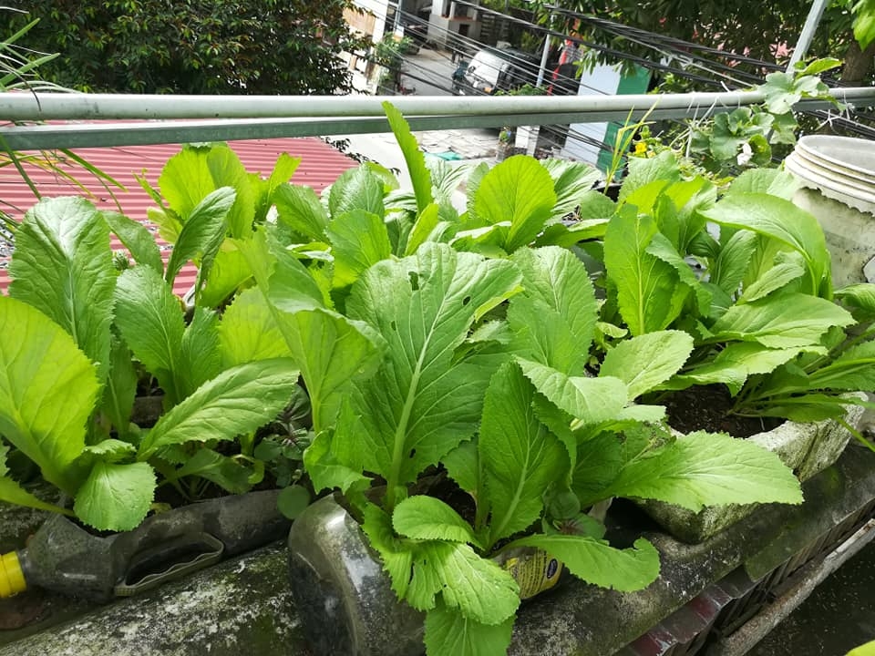 “Nông dân thành thị” trồng đủ các loại rau quả năng suất trên sân thượng ở Hải Dương me ba con trong thanh cong du cac loai rau qua nang suat tren san thuong o hai duong