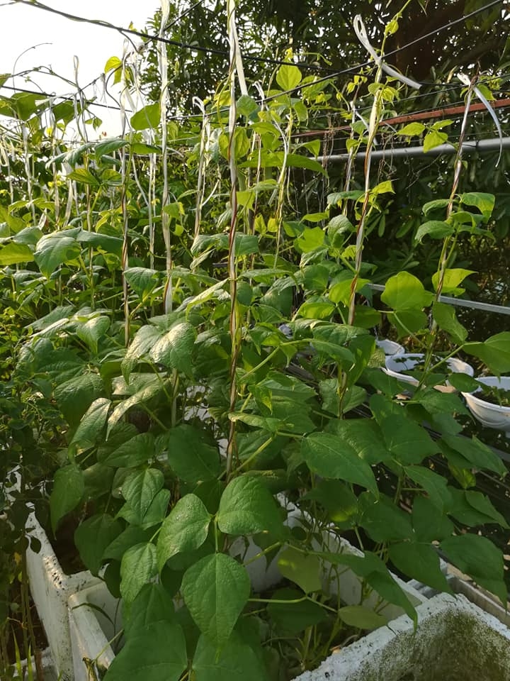 “Nông dân thành thị” trồng đủ các loại rau quả năng suất trên sân thượng ở Hải Dương me ba con trong thanh cong du cac loai rau qua nang suat tren san thuong o hai duong