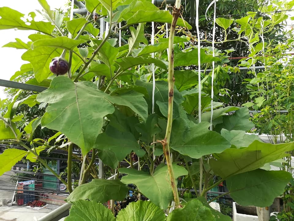 “Nông dân thành thị” trồng đủ các loại rau quả năng suất trên sân thượng ở Hải Dương me ba con trong thanh cong du cac loai rau qua nang suat tren san thuong o hai duong